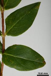 Hypericum henryi subsp. henryi leaves.
 Image: P.B. Heenan © Landcare Research 2010 